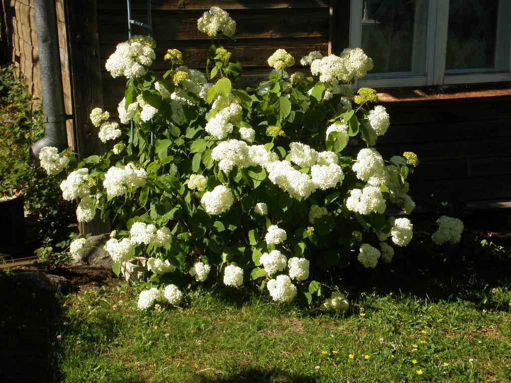 Jannseni Accommodation Pärnu Esterno foto