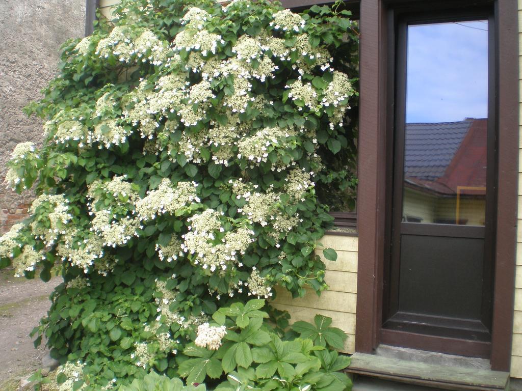 Jannseni Accommodation Pärnu Esterno foto